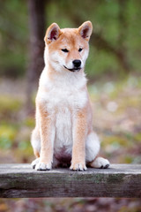 Poster - adorable red shiba inu puppy sitting outdoors