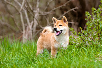 Sticker - adorable red shiba inu puppy walking outdoors in summer