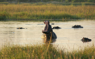 Sticker - Hippos in Botswana