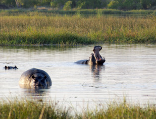 Sticker - Hippos in Botswana