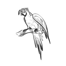 Doodle Parrot
