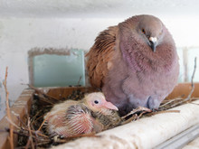 Dove With Small Chick In The Nest
