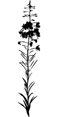 Wall Mural - Willow-herb flower