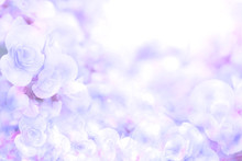 Soft Sweet Blue Purple Flower Background From Begonia Flowers