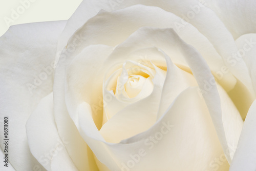 Naklejka - mata magnetyczna na lodówkę White rose closeup