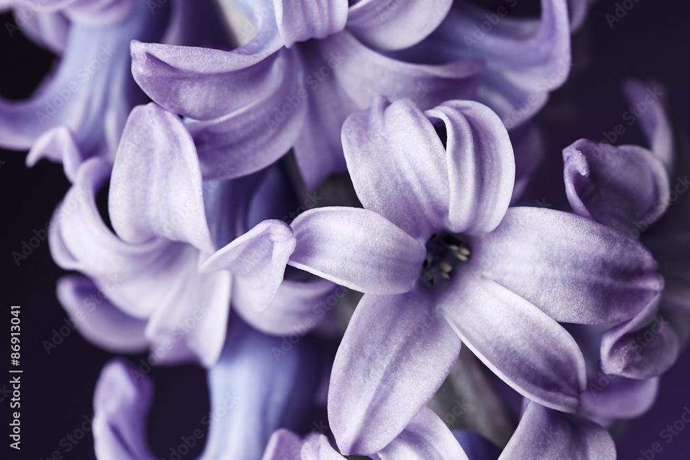 Hyacinth flower - obrazy, fototapety, plakaty 