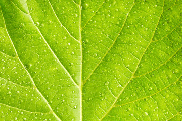 Sticker - Leaf with drops of water