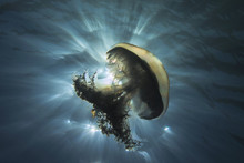 Haeckel's Jellyfish Underwater Photo With The Nice Sun Ray Through The Water In The Background