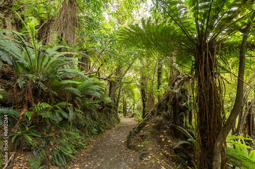 Fototapeta na wymiar Native bush of New Zealand