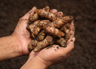 Canvas Print - Newly harvested turmeric