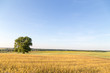 Rural landscape with a lone standing tree on a wheat field