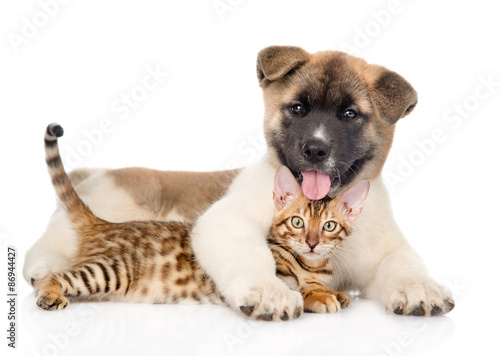 Fototapeta dla dzieci Akita inu puppy dog hugs bengal kitten. isolated on white backgr