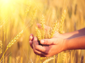 Sticker - Little boy taking wheat ears on the field