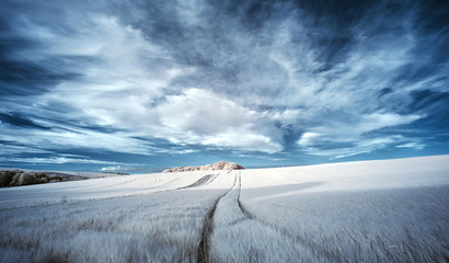 Canvas Print - Stunning surreal false color infrared Summer landscape over agri