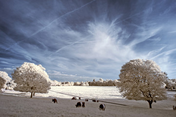 Stunning beautioful unique infra red landscape with false color