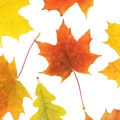 Wall Mural - Autumn maple leaves isolated on white