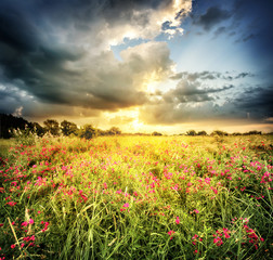 Wall Mural - field with red flowers
