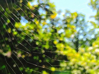Wall Mural - spider web