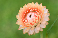 Strawflower - Helichrysum Bracteatum