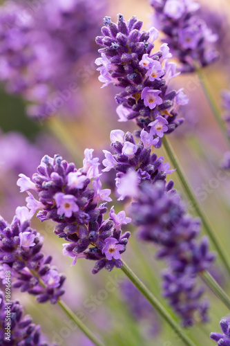 Fototapeta na wymiar Lavender blossoms