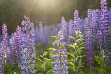 Sunshine And Close-up Of Lupine Flowers At A Meadow Full Of Lupines