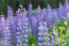 Close-up Of Lupine Flowers At A Meadow Full Of Lupines