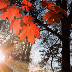 Wall Mural - maple leaf red autumn
