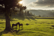 Horses In Forest At Sunset Under Cloudy Sky