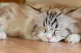 Fototapeta Koty - 木の床にに横たわる飼い猫