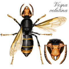 Sticker - wasp white background