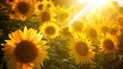 Wall Mural - Sunflower