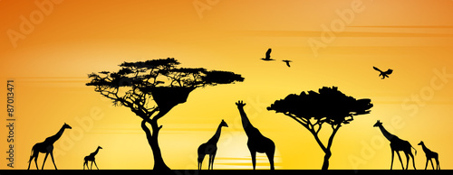 Obraz żyrafa  zyrafy-na-sawannie