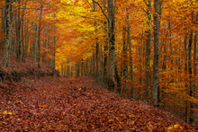 Beech Forest In Autumn