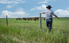 Horizontal Image Of  Cowboy Wearing Jeans And Cowboy Hat Stands And Leans Against  Fence In Green Grass And Watches As His Horses Graze In Pasture Under  Beautiful Blue Sky With Clouds In Summer Time