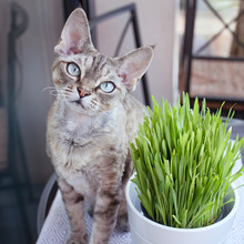 Beautiful Devon Rex Cat Eating Cat Grass