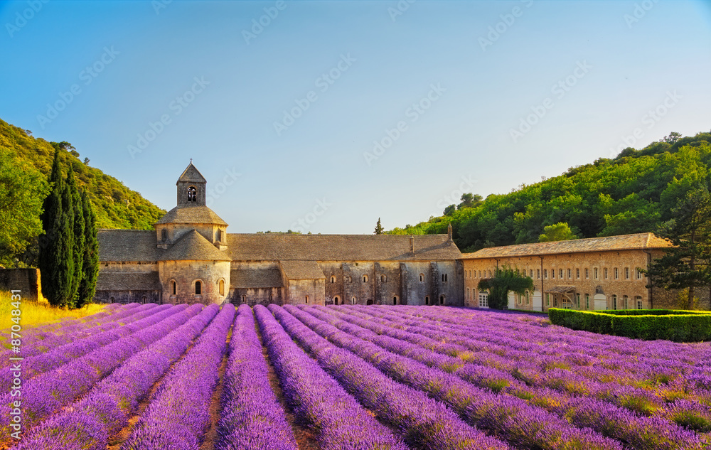 Abbey of Senanque blooming lavender flowers on sunset. Gordes, L - obrazy, fototapety, plakaty 