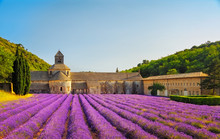 Abbey Of Senanque Blooming Lavender Flowers On Sunset. Gordes, L