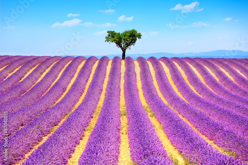 Fototapeta na wymiar Lavender and lonely tree uphill. Provence, France