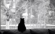 Silhouette Of A Cat Watching For Birds Out A Window