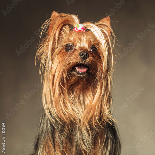 Obraz w ramie seated yorkshire terrier puppy dog looking up