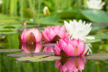 Wall Mural - Red and white water lilies in a garden pond