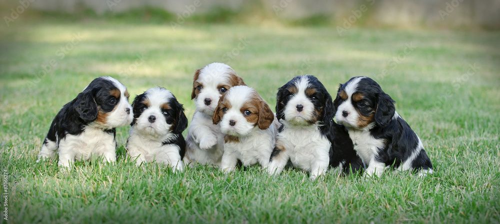 Six Cavalier king charles spaniel puppies - obrazy, fototapety, plakaty 