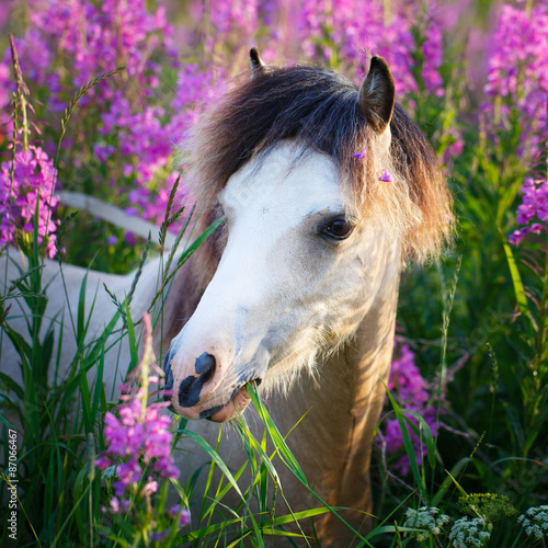 Fototapeta na wymiar welsh pony