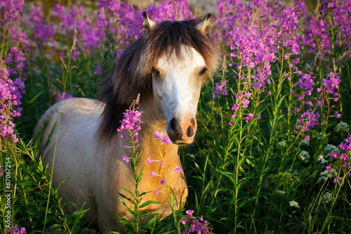 Nowoczesny obraz na płótnie welsh pony