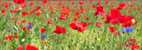 Fototapeta  - Wild summer meadow full with red blossom poppies and flowers, horizontal 