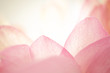 sweet color flower petals in soft color and blur style on mulberry paper texture
