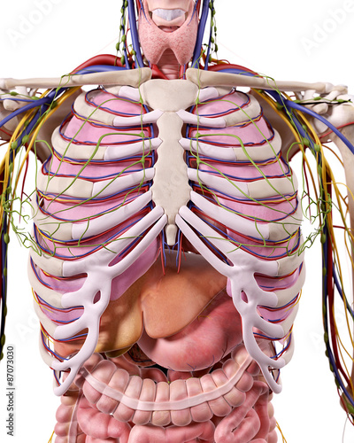 Nowoczesny obraz na płótnie medical accurate illustration of the thorax anatomy