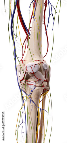 Naklejka - mata magnetyczna na lodówkę medical accurate illustration of the knee anatomy