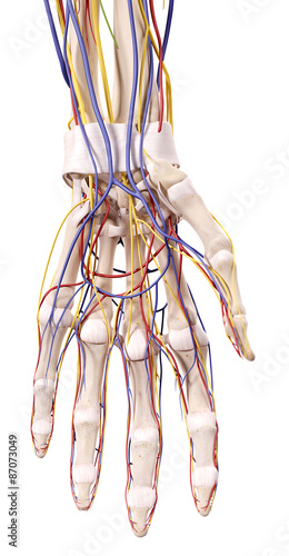 Fototapeta na wymiar medical accurate illustration of the hand anatomy