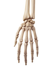 Wall Mural - medical accurate illustration of the hand bones